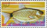 Glass Bloodfin Tetra (Moenkhausia oligolepis)