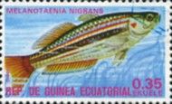 Black-banded Rainbowfish (Melanotaenia nigrans)
