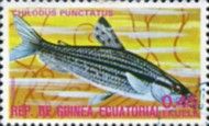 Spotted Headstander (Chilodus punctatus)