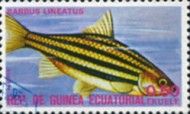 Lined Barb (Barbus lineatus)