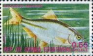 European Bitterling (Rhodeus amarus)