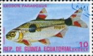 Bucktooth Tetra (Exodon paradoxus)