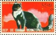 European Domestic Cat (Felis silvestris catus)