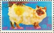 Burmese (Felis silvestris catus)