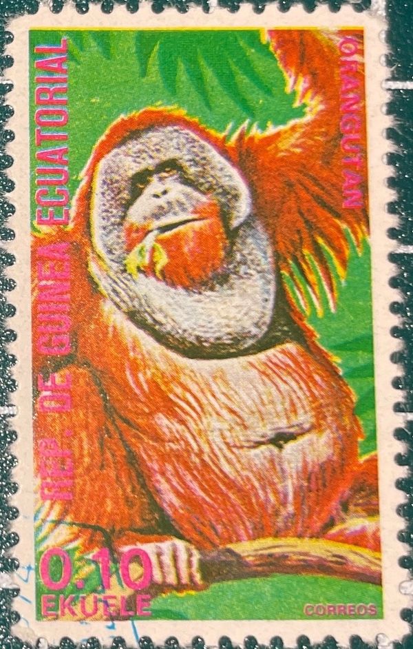 Bornean Orangutan (Pongo pygmaeus)