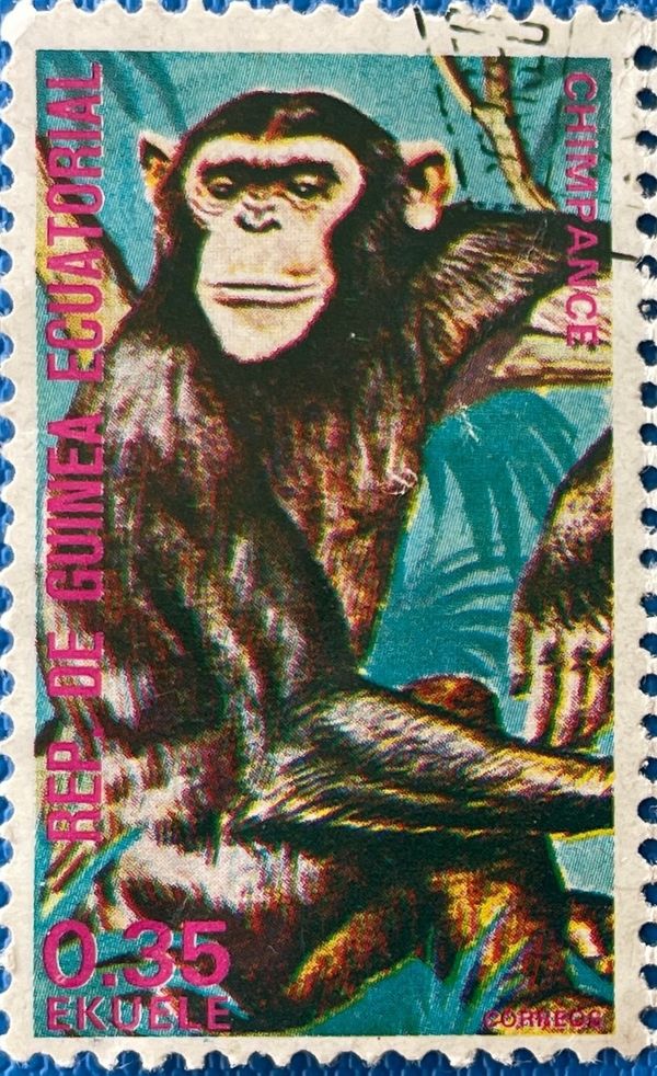 Chimpanzee (Pan troglodytes)