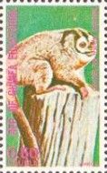 Peruvian Night Monkey (Aotus miconax)