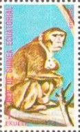 Rhesus Macaque (Macaca mulatta)