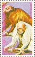 Bald Uakari (Cacajao calvus)