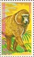 Chacma Baboon (Papio ursinus)