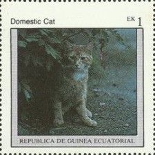 Domestic Cat (Felis silvestris catus)