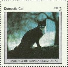 Domestic Cat (Felis silvestris catus)