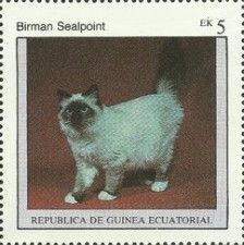 Birman Sealpoint (Felis silvestris catus)