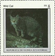 Wildcat (Felis silvestris)
