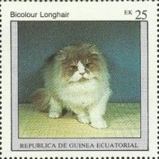 Bicolour Longhair (Felis silvestris catus)
