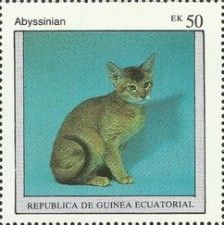 Abyssinian (Felis silvestris catus)