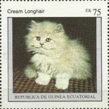 Cream Longhair (Felis silvestris catus)