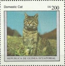 Domestic Cat (Felis silvestris catus)
