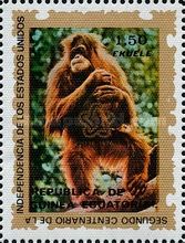 Bornean Orangutan (Pongo pygmaeus)