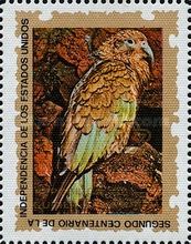 Kea (Nestor notabilis)