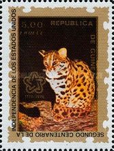 Ocelot (Leopardus pardalis)