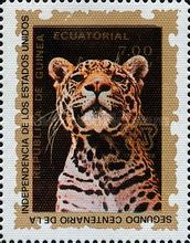 Jaguar (Panthera onca)