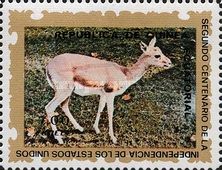 Persian Gazelle (Gazella subgutturosa)