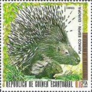 Crested Porcupine (Hystrix cristata)