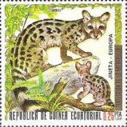 Common Genet (Genetta genetta)