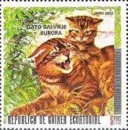 Wildcat (Felis silvestris)