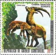 Alpine Ibex (Capra ibex)