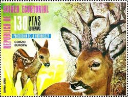 Western Roe Deer (Capreolus capreolus)
