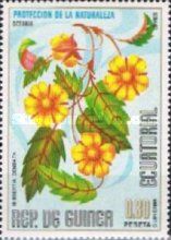 Hibbertia dentata