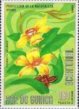 Hibbertia volubilis