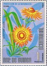 Helichrysum lucidum