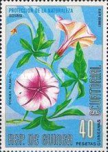 Ipomoea palmata