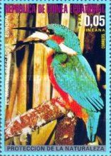 Common Kingfisher (Alcedo atthis)