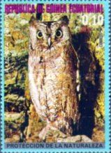 Common Scops Owl (Otus scops)