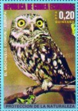 Little Owl (Athene noctua)
