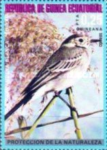 White Wagtail (Motacilla alba)