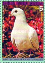 Rock Dove (Columba livia)