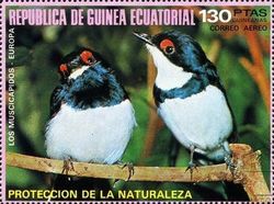 Black-throated Wattle-eye (Platysteira peltata)
