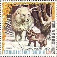 Polar Fox (Vulpes lagopus)