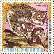 Snow Leopard (Panthera uncia)