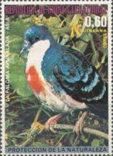 Luzon Bleeding-heart (Gallicolumba luzonica)
