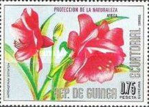 Hippeastrum vittatum