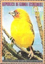 Holub's Golden Weaver (Ploceus xanthops)