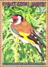 European Goldfinch (Carduelis carduelis)