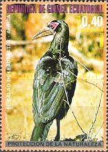 Southern Ground-Hornbill (Bucorvus leadbeateri)