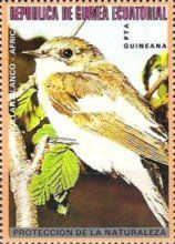Semi-collared Flycatcher (Ficedula semitorquata) - female